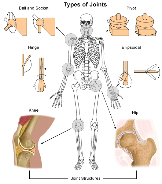 Anatomy of a Joint
