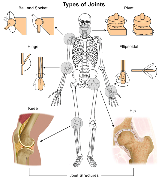 Image result for human joints anatomy