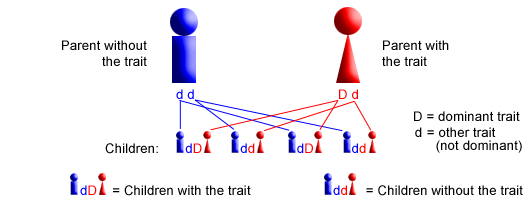 How Do Autosomal Traits Differ From Sex Linked Traits Socratic