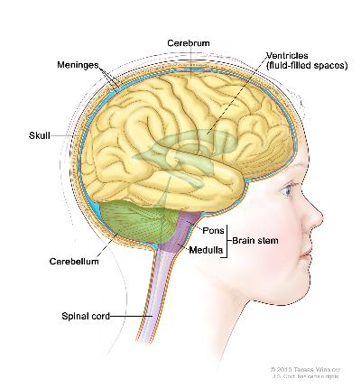 Drawing of brain anatomy showing the brain stem, pons, medulla, spinal cord, cerebellum, cerebrum, meninges, ventricles (fluid-filled spaces), and skull.