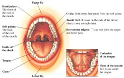 Anatomy of the Mouth