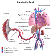 Ilustración del flujo sanguíneo o circulación fetal.
