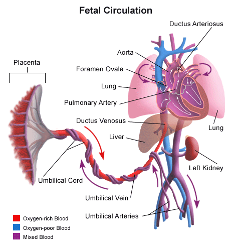 persistent pulmonary hypertension persistent pulmonary hypertension of the newborn