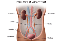 Illustration der Anatomie des Harnsystems, Vorderansicht