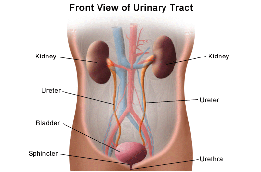 Urinary system, drawing Stock Illustration | Adobe Stock