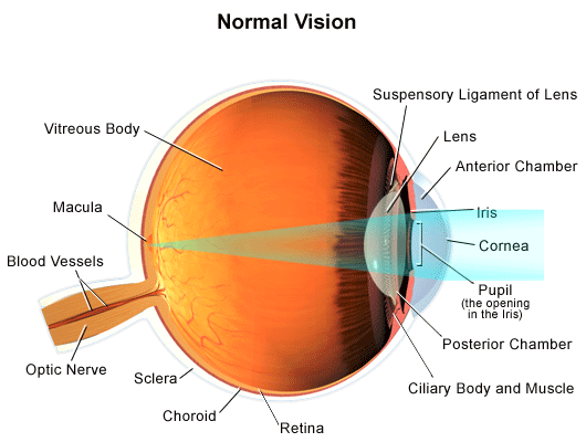 https://www.stanfordchildrens.org/content-public/topic/images/01/142101.gif