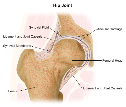 Image result for Developmental Dysplasia
