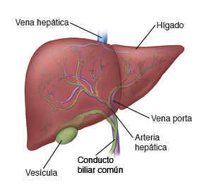 Imagen del hígado, la vesícula biliar y la posición de la vena y arteria hepática, y el conducto biliar común.