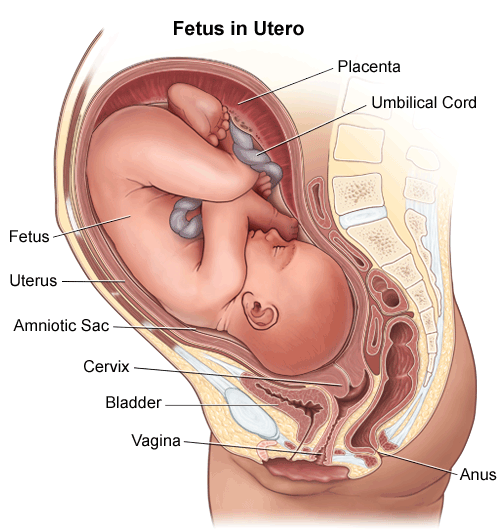 baby low in uterus