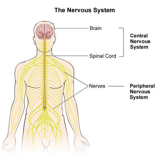 Neurocutaneous Syndromes in Children fox nervous system diagram 