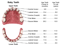 Illustration demonstrating the age of eruption and shedding of teeth, baby teeth
