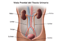 Ilustración de la anatomía del aparato urinario. Vista frontal