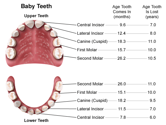 Average Human Tooth Size Chart