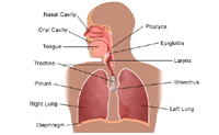 Illustration of the anatomy of the respiratory system, adult