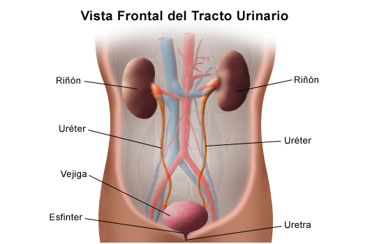 Anatomy of the Urinary System