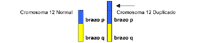 Ilustración genética donde se demuestra la duplicación de un cromosoma
