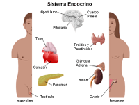 Anatomía del sistema endócrino en hombres y mujeres