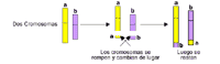 Ilustración genética donde se demuestra la translocación recíproca
