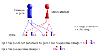 Ilustración genética que demuestra la herencia dominante ligada al X