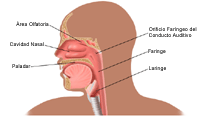 Anatomía de la nariz y la garganta