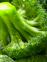 Broccoli