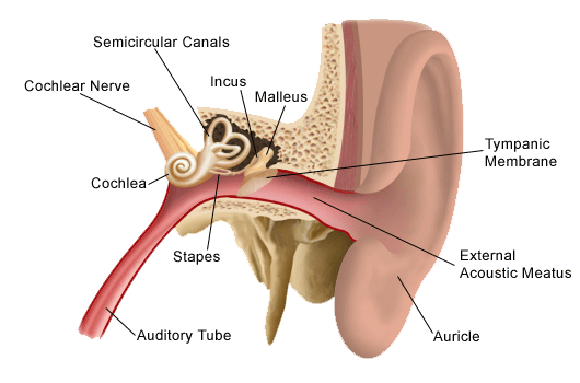 Middle Ear Infection Chart