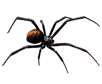 Widow spider (Schwarze Witwe)