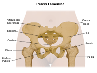 Anatomía de la pelvis femenina