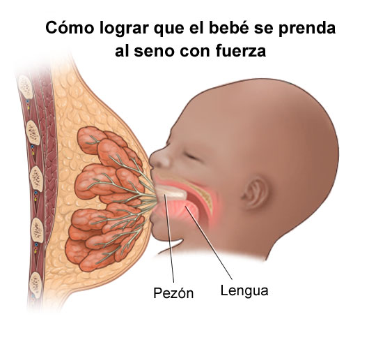Me sorprendió Latón Lujoso Breast Infections and Inflammations