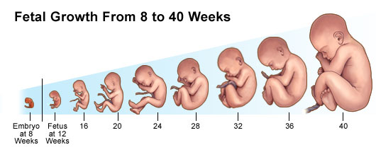 Baby Growth Chart Inside Womb