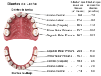 Ilustración que demuestra la edad de salida y cambio de dientes, dientes de bebé