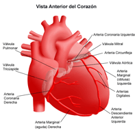 Anatomía del corazón, plano anterior