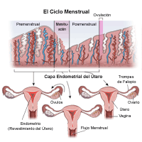 Ilustración que muestra el ciclo menstrual