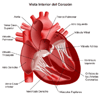 Anatomía del corazón, plano interior