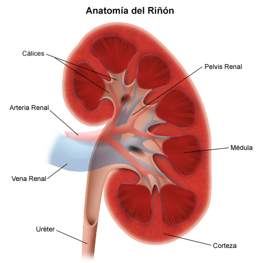abolir Idear Acostumbrados a Overview of Kidney Disorders