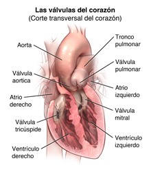 Anatomía del corazón, vista interior