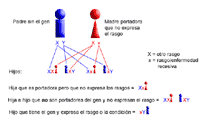 Ilustración genética que demuestra la herencia ligada al X