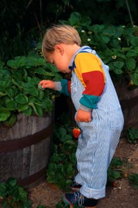 Fotografía de un niño juntando fresas.