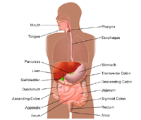 The Liver Anatomical Chart