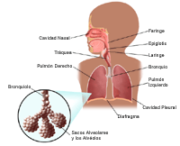  Anatomia del sistema respiratorio di un bambino