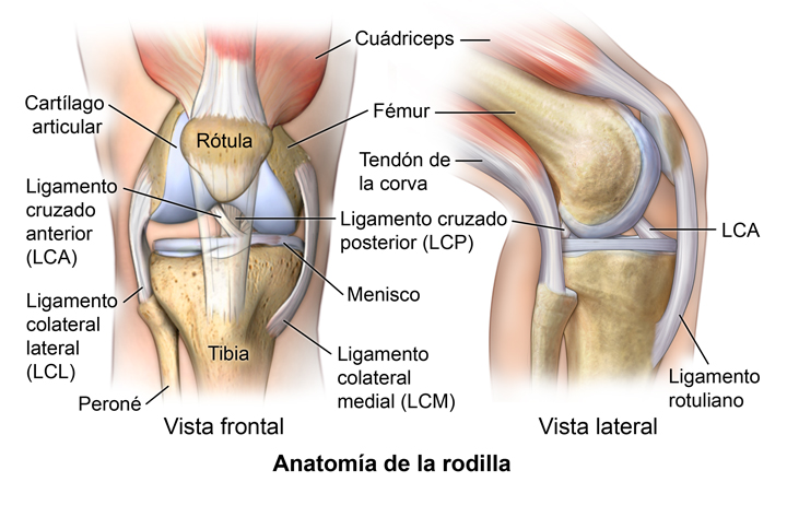 tubo respirador Desacuerdo reptiles Ligament Injuries to the Knee