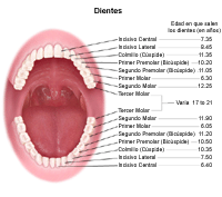 Ilustración demostrando la edad de salida de dientes de adulto