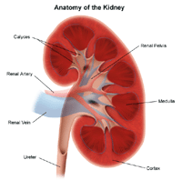 Ilustração da anatomia do rim