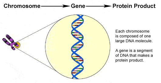 What Is A Gene / What is a Gene Pool? - Definition & Example - Video ...
