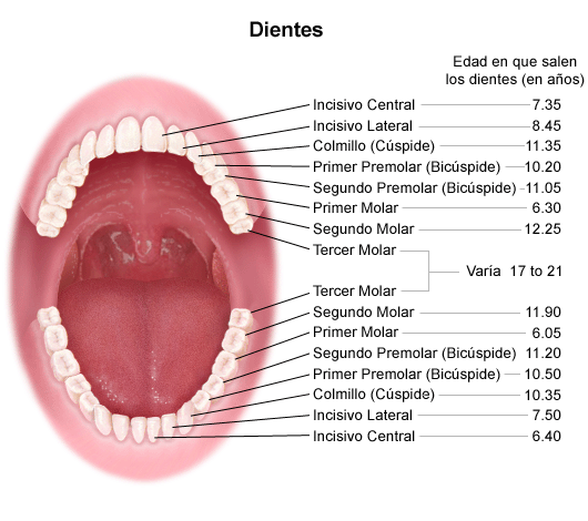 anatomía y desarrollo de la boca y los dientes
