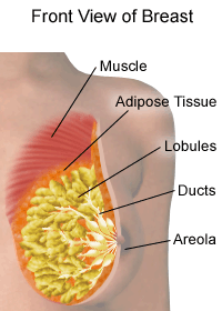 Common Breast Lumps - Stanford Medicine Children's Health