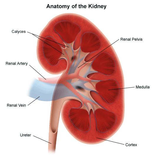 Draw the L.S of kidney and label the parts.