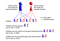 Genetic illustration demonstrating autosomal recessive inheritance