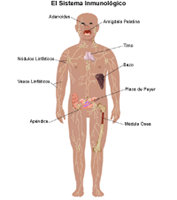 Anatomía del sistema inmunológico