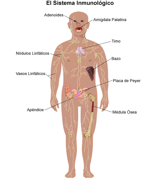 The Immune System